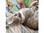 Adopt Dorian a Gray, Blue or Silver Tabby Domestic Shorthair (short coat) cat in