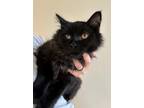 Adopt Libre a All Black Domestic Mediumhair / Domestic Shorthair / Mixed cat in