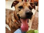 Adopt Ranger a Brown/Chocolate Mixed Breed (Large) / Mixed dog in Spokane