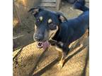 Adopt Pesto a Black Shepherd (Unknown Type) / Mixed dog in Stephenville