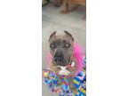 Adopt Nikki a Brindle American Pit Bull Terrier / Mixed dog in Sun Valley