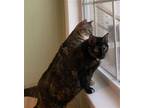 Adopt Minnie & Minx(pair) a Domestic Shorthair / Mixed (short coat) cat in