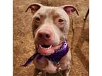 Adopt Fabio a Tan/Yellow/Fawn Pit Bull Terrier / Mixed dog in Austin