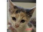 Adopt Janet a White Domestic Shorthair / Domestic Shorthair / Mixed cat in