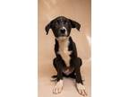 Adopt Ralfie a Black Border Collie / Spaniel (Unknown Type) / Mixed dog in