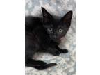 Adopt June Carter a All Black Domestic Shorthair (short coat) cat in