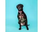 Adopt Abby a Pit Bull Terrier, American Staffordshire Terrier