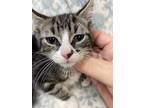 Adopt Aaron a Gray, Blue or Silver Tabby Domestic Shorthair (short coat) cat in