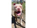 Adopt Tator Tot a White - with Gray or Silver Pit Bull Terrier / Mixed dog in