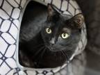 Adopt Shade a All Black Domestic Shorthair / Domestic Shorthair / Mixed cat in