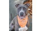 Adopt MADLYN a Pit Bull Terrier