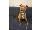 Adopt Flash a Brown/Chocolate American Pit Bull Terrier / Boxer / Mixed dog in
