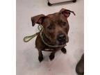 Adopt Arielle a Brindle American Pit Bull Terrier / Mixed dog in Mt.