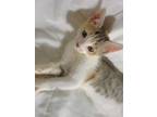 Adopt Missy a Calico or Dilute Calico Domestic Mediumhair / Mixed (medium coat)