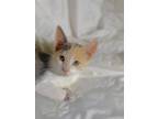 Adopt Muffin a Calico or Dilute Calico Domestic Mediumhair / Mixed (medium coat)