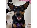 Adopt Ritzy a Black - with Tan, Yellow or Fawn Manchester Terrier / Terrier