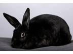 Adopt Velveteen1 a Mini Rex / Mixed (short coat) rabbit in Pflugerville