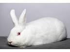 Adopt Joy a Florida White / Mixed (short coat) rabbit in Pflugerville