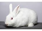 Adopt Love a Florida White / Mixed (short coat) rabbit in Pflugerville