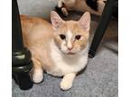 Adopt Lion Blaze a Orange or Red Tabby Domestic Shorthair / Mixed cat in