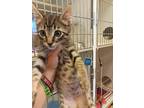 Adopt Leo a Domestic Shorthair / Mixed (short coat) cat in Brownwood