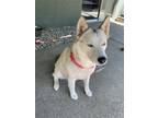 Adopt Luna a White Siberian Husky / Mixed dog in Woodland, CA (38340984)