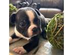 Boston Terrier Puppy for sale in Cheraw, SC, USA