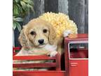 Cavapoo Puppy for sale in Seneca Falls, NY, USA
