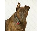 Adopt Huey Lewis a Brindle American Pit Bull Terrier / Mixed dog in St.