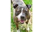 Adopt Rhonda in Bethesda MD a Brindle - with White Pit Bull Terrier / Mixed dog