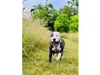 Adopt Stormy in Bethesda MD a White - with Gray or Silver Pit Bull Terrier /