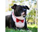 Adopt Charlie in Bethesda MD a Black - with White Pit Bull Terrier / Mixed dog