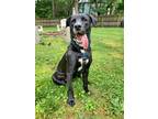 Adopt Luigi in Richmond VA a Black - with White Pit Bull Terrier / Hound