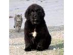 Newfoundland Puppy for sale in Sugarcreek, OH, USA