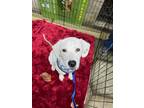 Adopt Crystal a Labrador Retriever