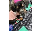 Adopt Paige a Dachshund