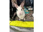 Adopt Maya a White Dwarf Hotot / Mixed rabbit in Escondido, CA (38380604)