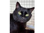 Adopt Chadwick a All Black Domestic Shorthair / Mixed (short coat) cat in