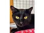 Adopt Denzel a All Black Domestic Shorthair / Mixed (short coat) cat in