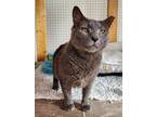 Adopt Kelby a Gray or Blue Domestic Shorthair / Mixed (short coat) cat in