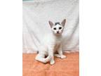 Adopt Talia-kitten a White (Mostly) Domestic Shorthair / Mixed (short coat) cat