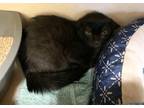 Adopt Gloria Jean a All Black Domestic Shorthair / Mixed (short coat) cat in