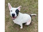 Adopt Sophie a White American Pit Bull Terrier / Mixed dog in Moultrie