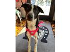 Adopt Orangie a Black Border Collie / Mixed dog in Maryville, MO (38498942)