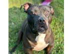 Adopt Derby a Black - with White American Pit Bull Terrier / Mixed dog in Mt.