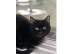 Adopt Robinson a All Black Domestic Shorthair / Mixed (short coat) cat in