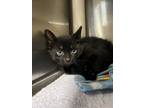 Adopt Mantle a Gray or Blue Domestic Shorthair / Mixed (short coat) cat in