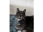 Adopt Cobb a Gray or Blue (Mostly) Domestic Shorthair / Mixed (short coat) cat