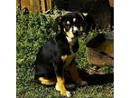 Adopt Lacy a Beagle, Border Collie
