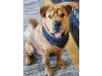 Adopt Teddy a Red/Golden/Orange/Chestnut Chow Chow / Mixed dog in Ventura